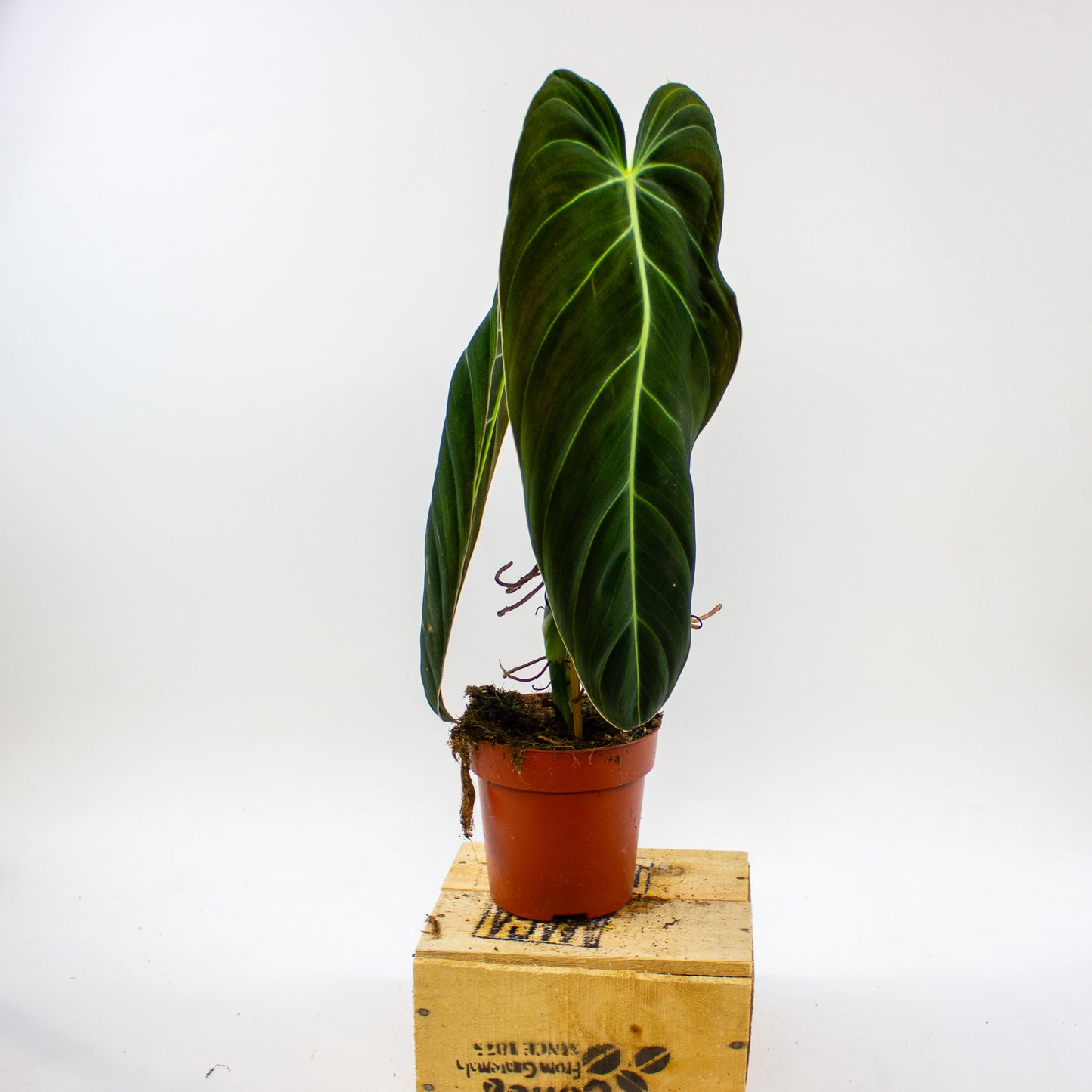 Philodendron Melanochrysum 12cm H45cm