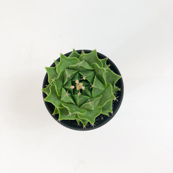 Obregonia denegrii 6