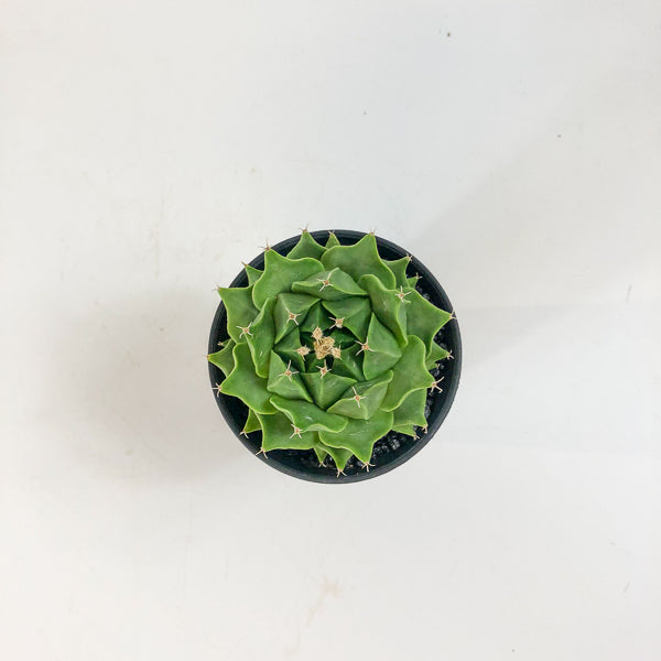 Obregonia denegrii 7