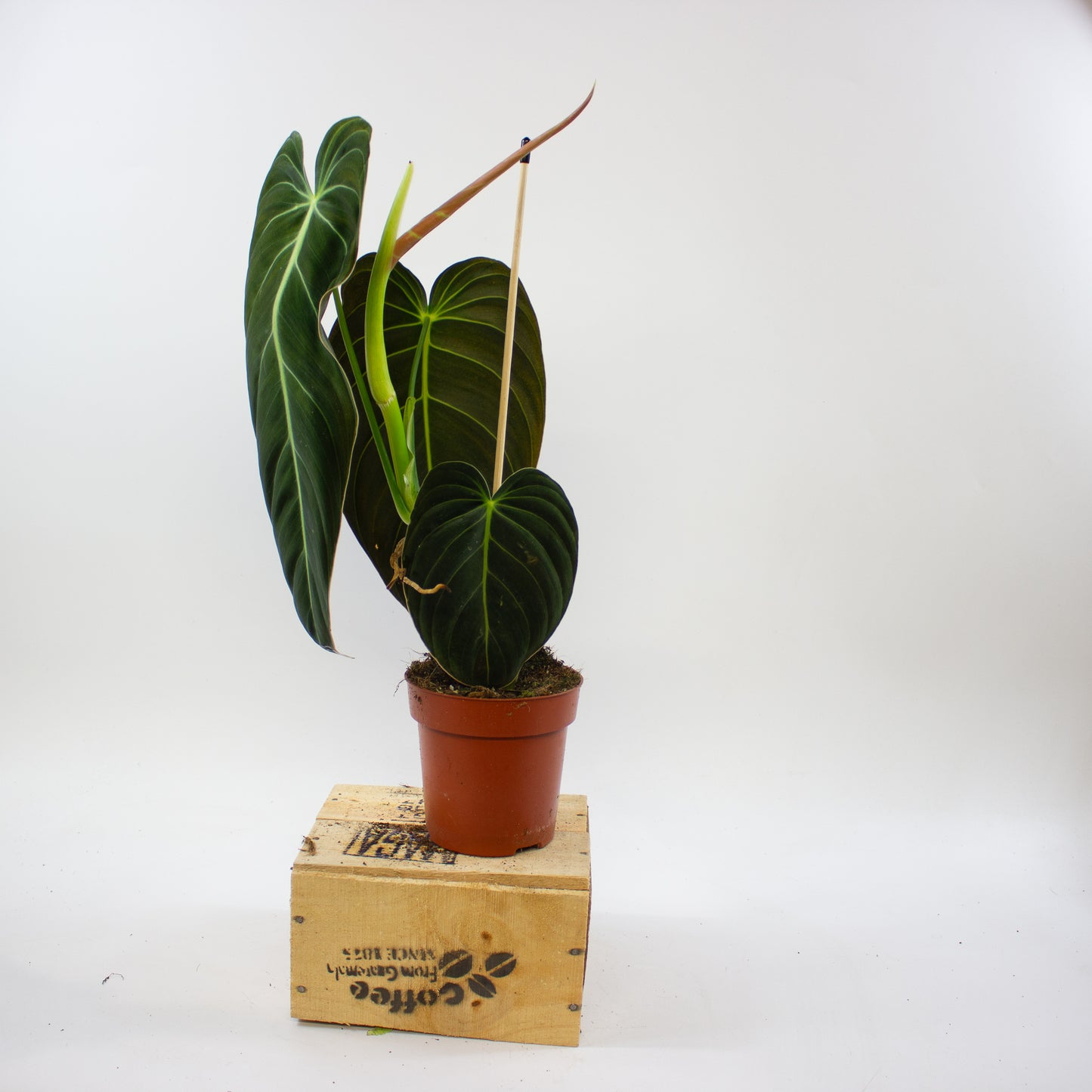 Philodendron Melanochrysum 12cm H45cm