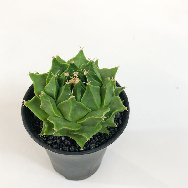 Obregonia denegrii 8