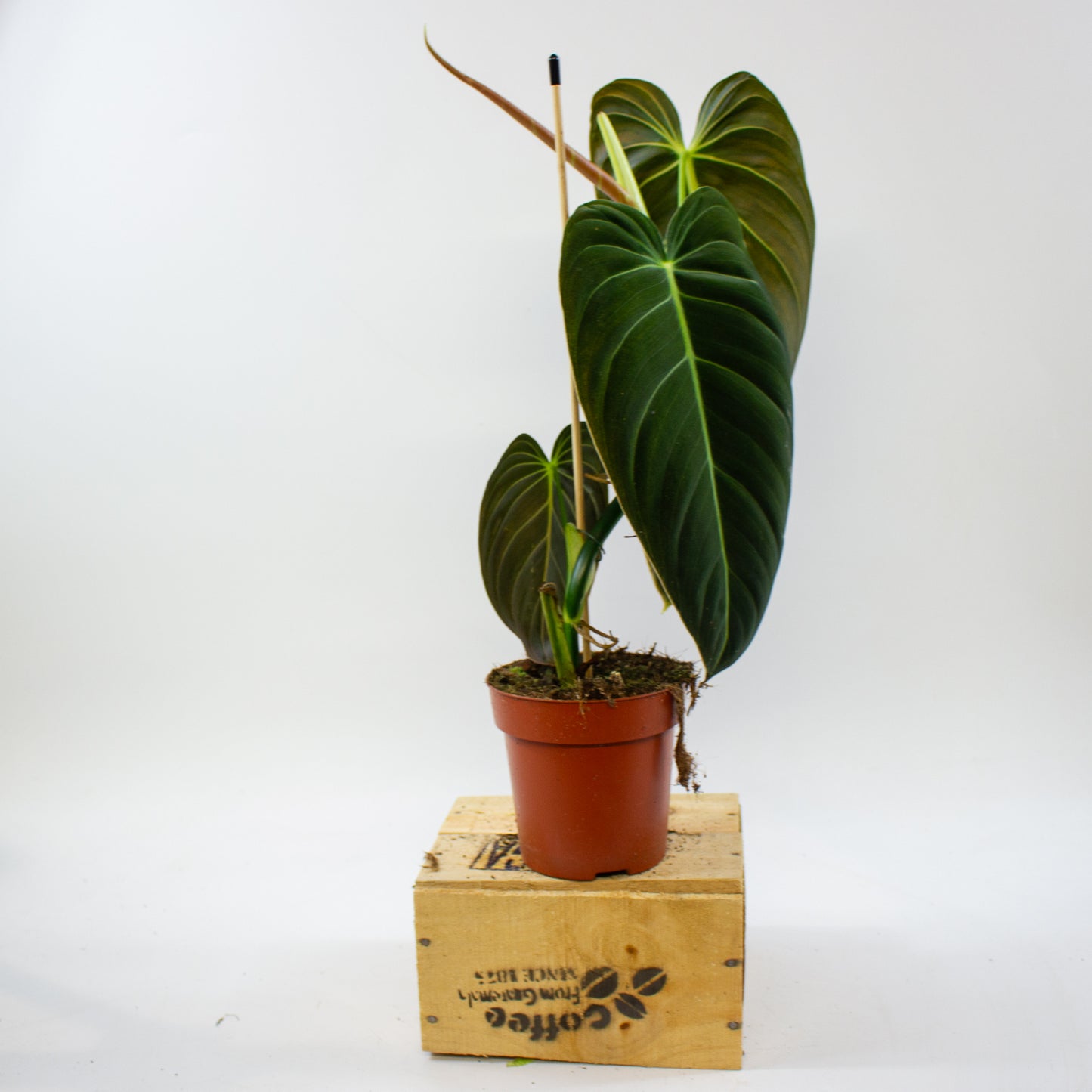 Philodendron Melanochrysum 12cm H45cm