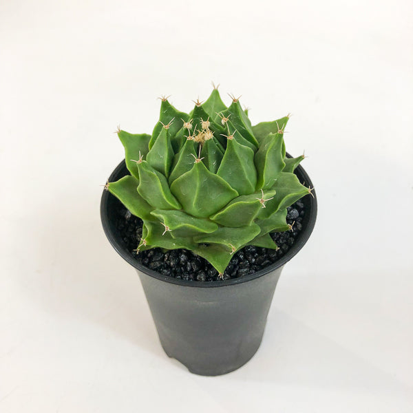 Obregonia denegrii 1