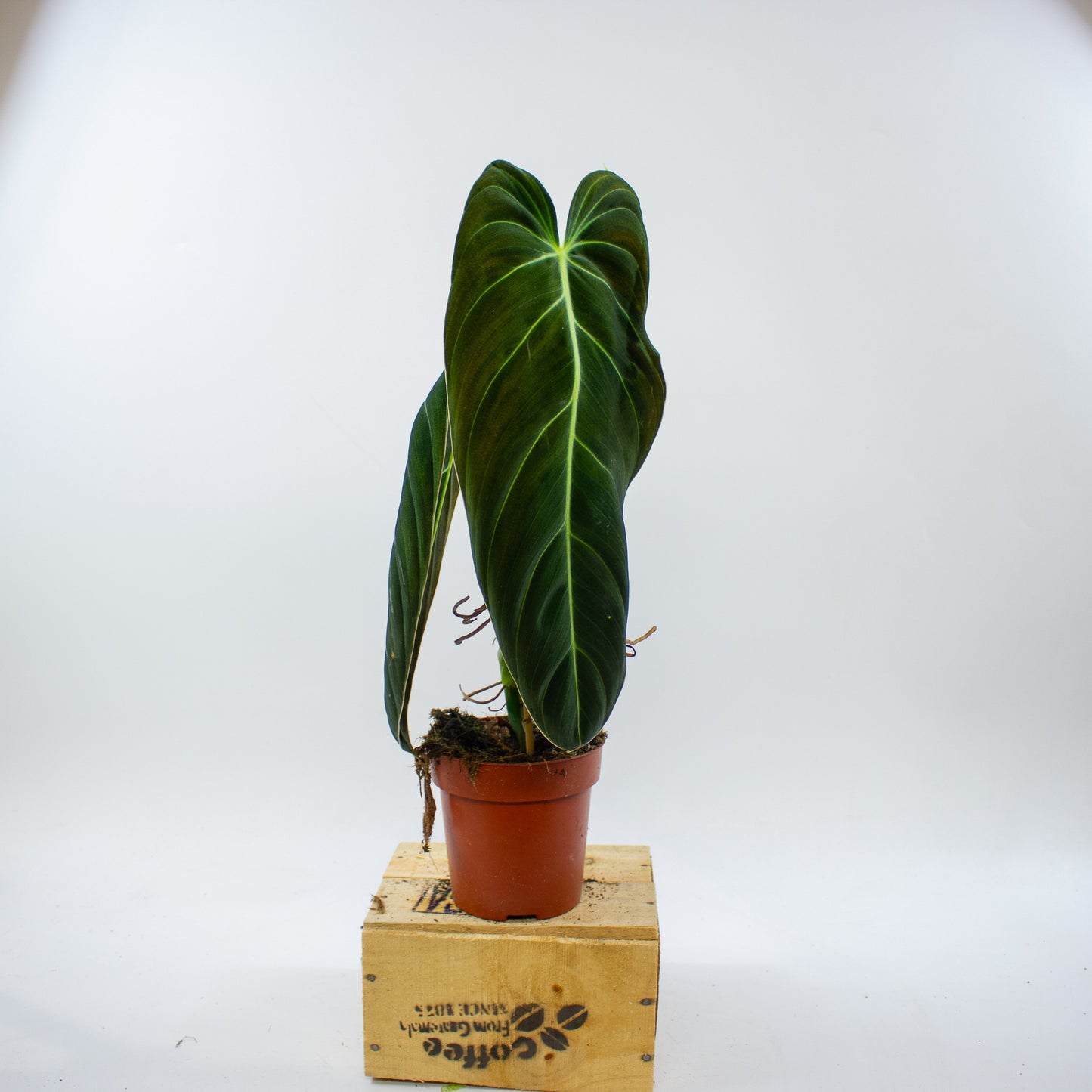 Philodendron Melanochrysum 12cm H45cm