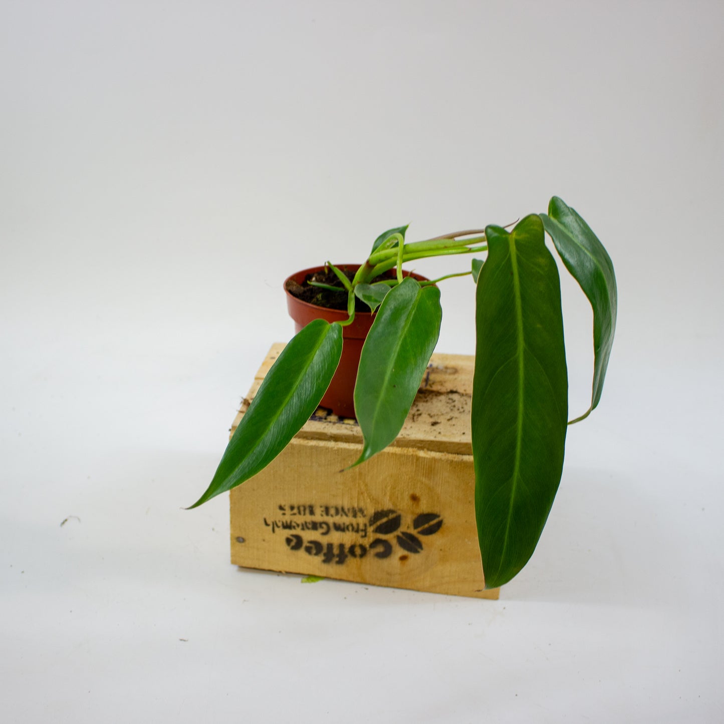 Philodendron Spiritus Sancti 10.5cm H25cm