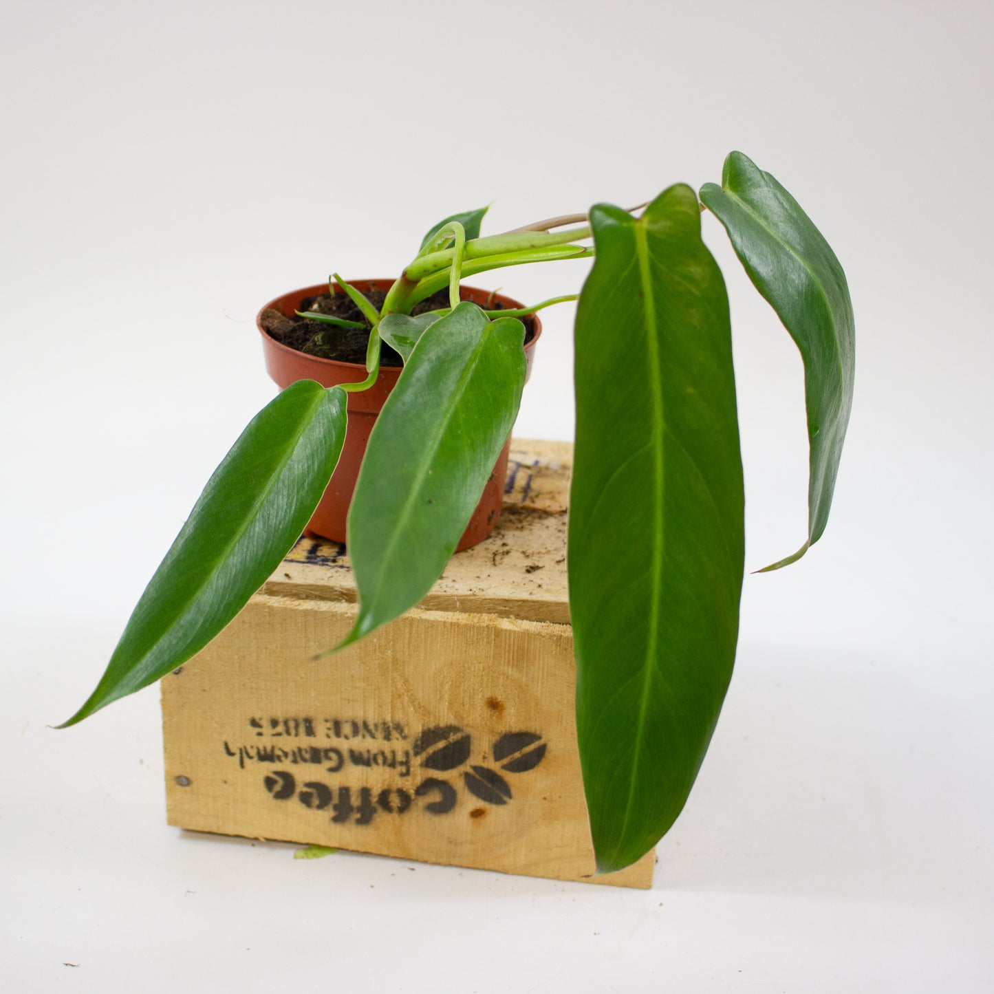 Philodendron Spiritus Sancti 10.5cm H25cm