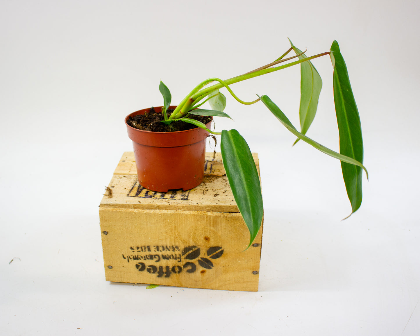 Philodendron Spiritus Sancti 10.5cm H25cm