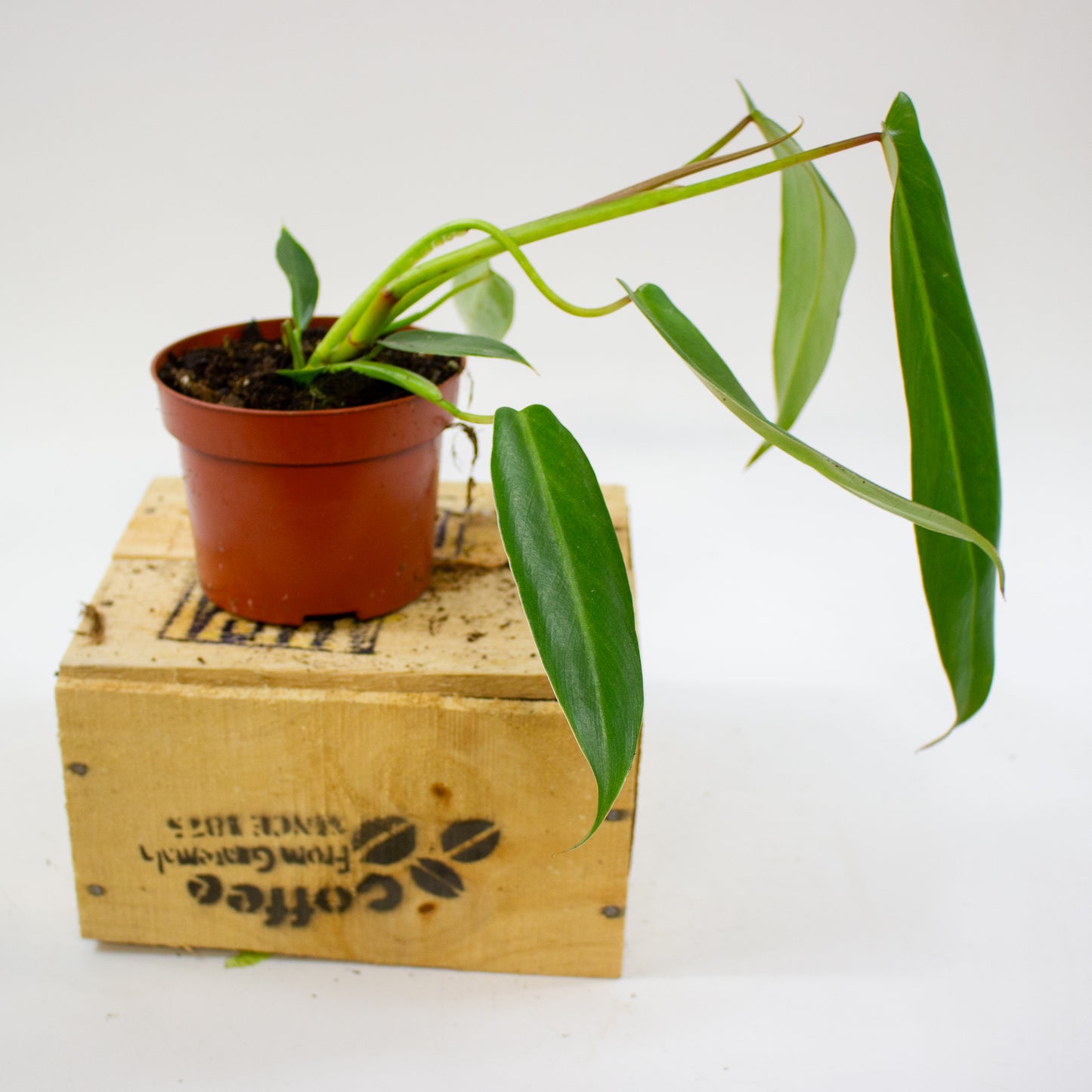Philodendron Spiritus Sancti 10.5cm H25cm