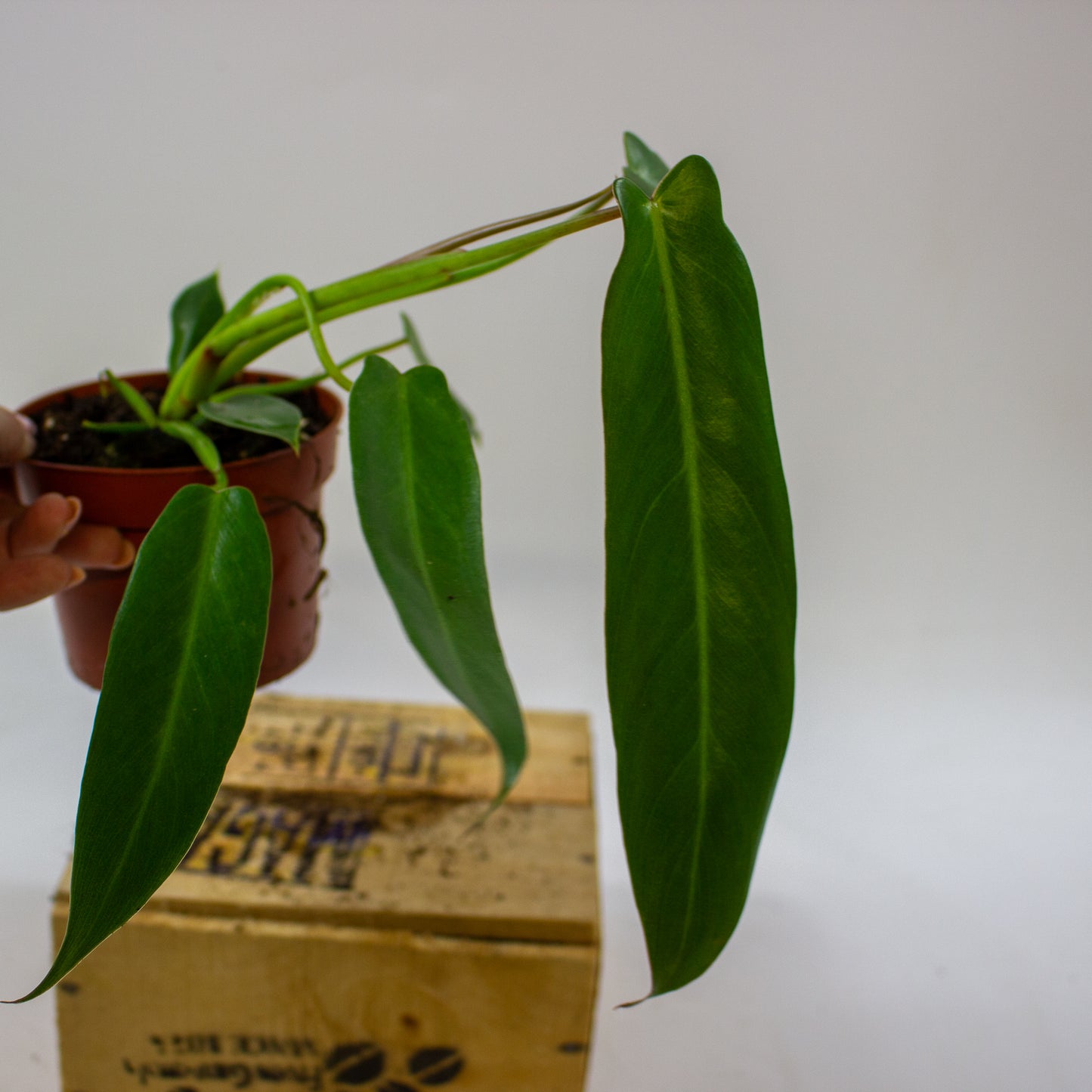 Philodendron Spiritus Sancti 10.5cm H25cm