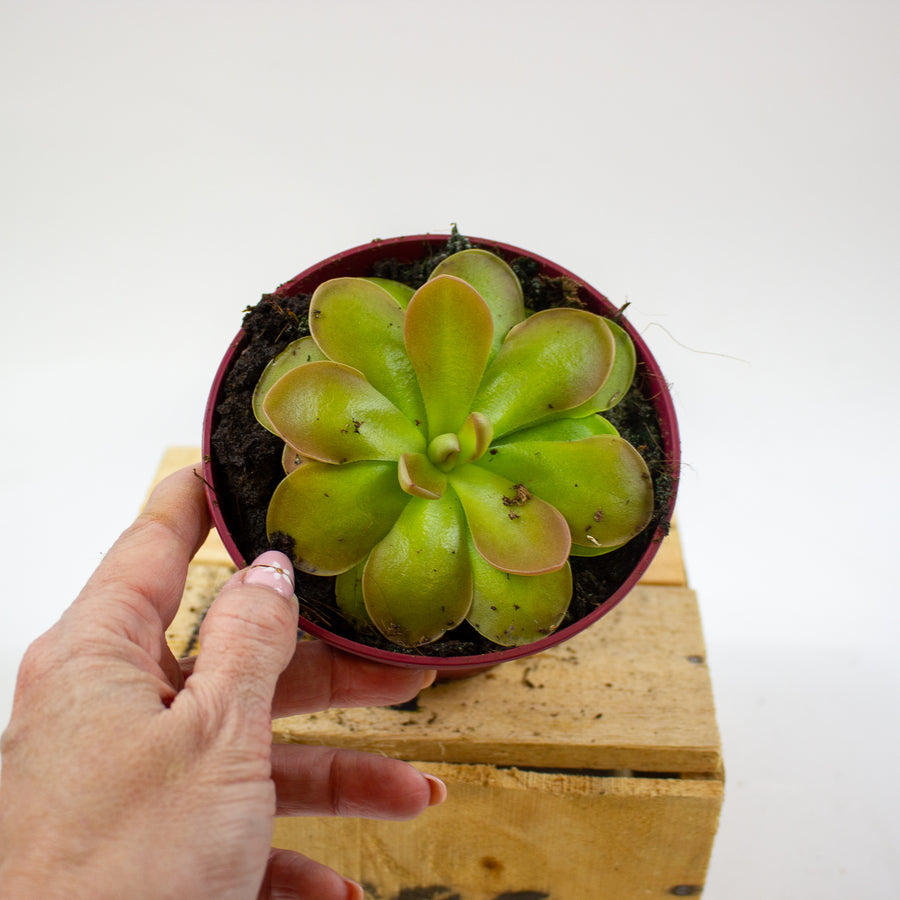 Pinguicula