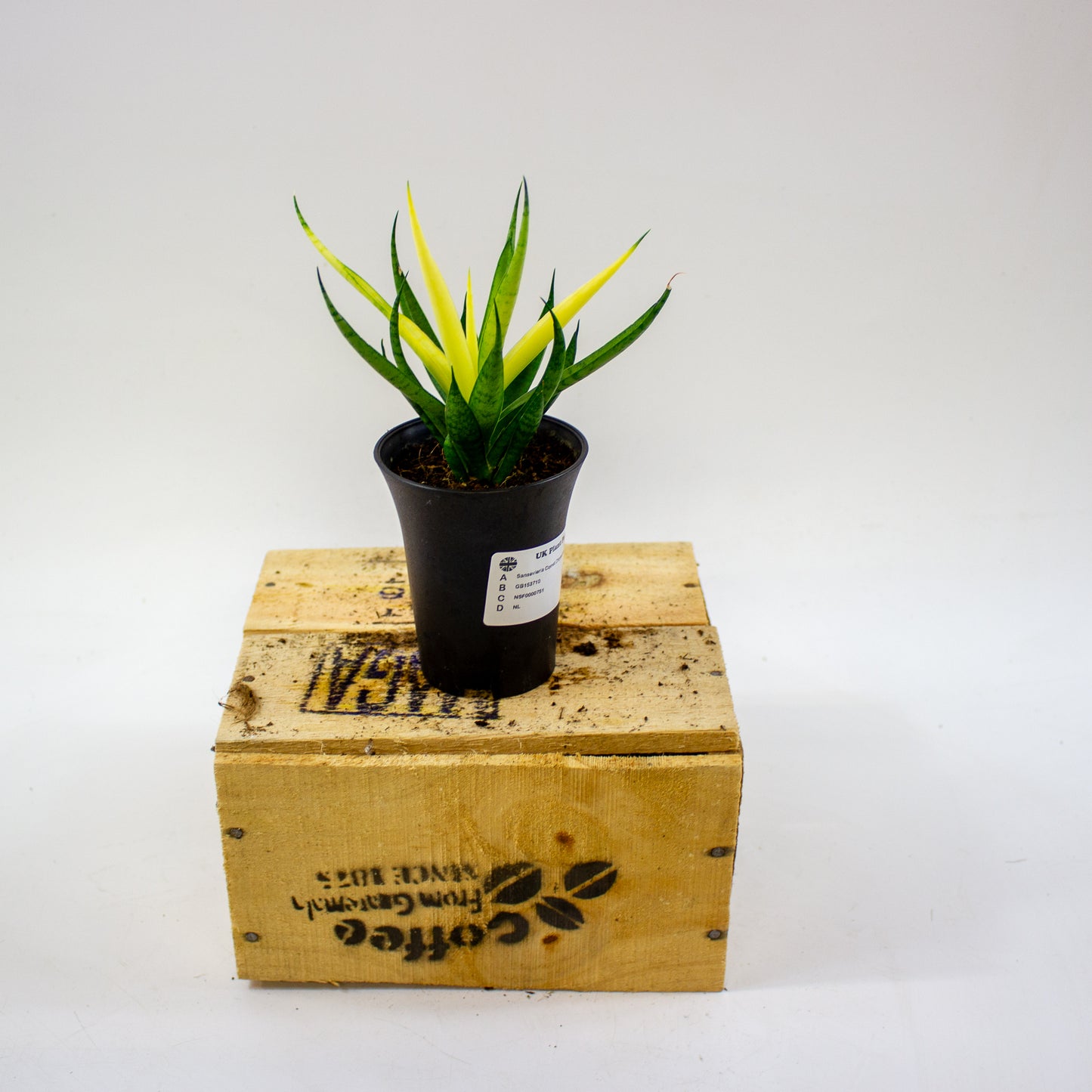 Sansevieria Comet Chrysanta Lemon in sierpot 7.5cm H15cm