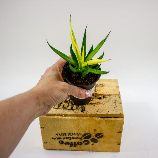 Sansevieria Comet Chrysanta Lemon in sierpot 7.5cm H15cm