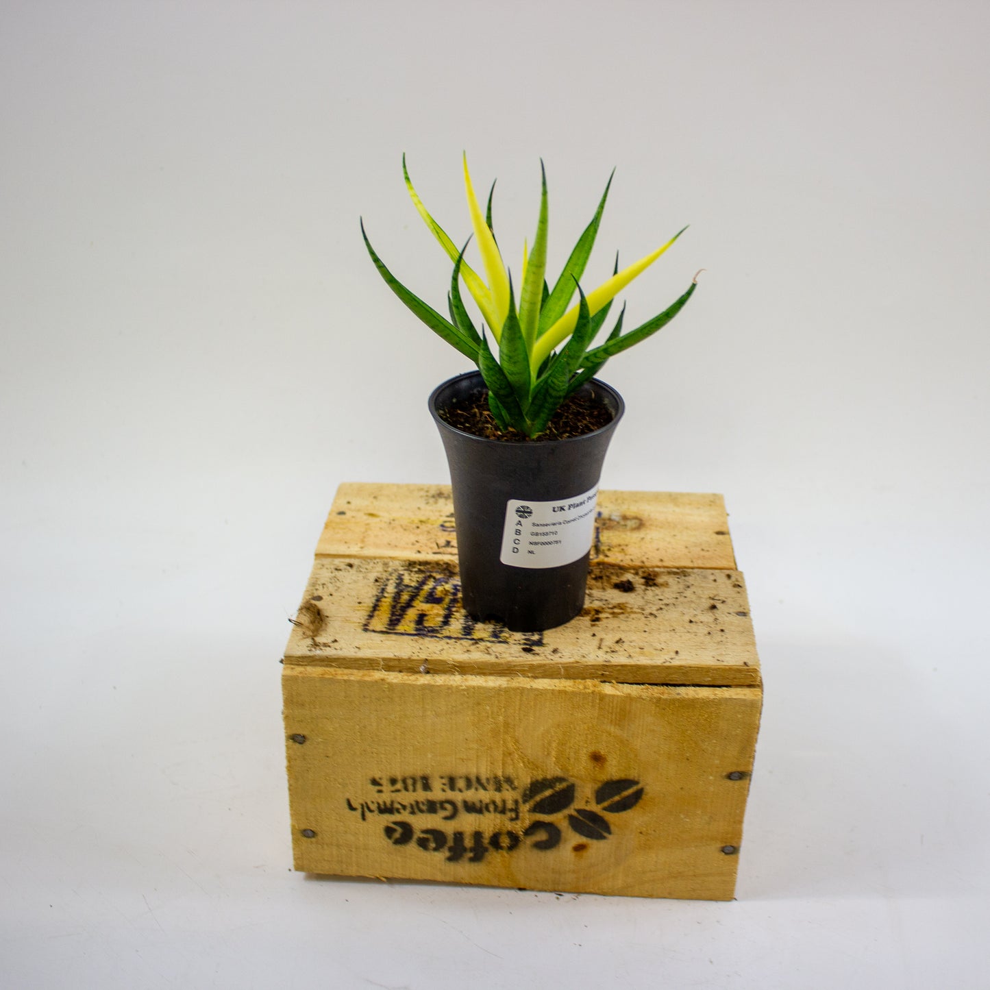 Sansevieria Comet Chrysanta Lemon in sierpot 7.5cm H15cm