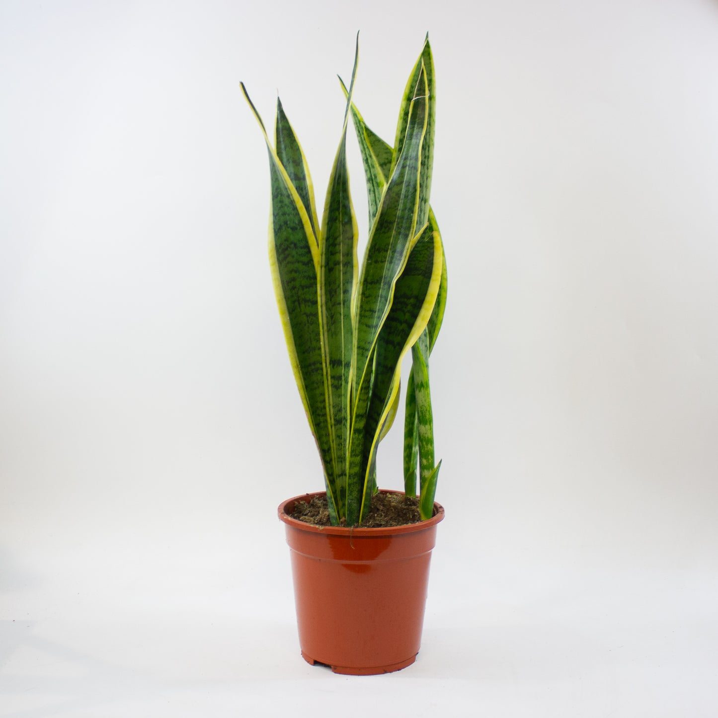 Sansevieria Laurentii 19cm H70cm