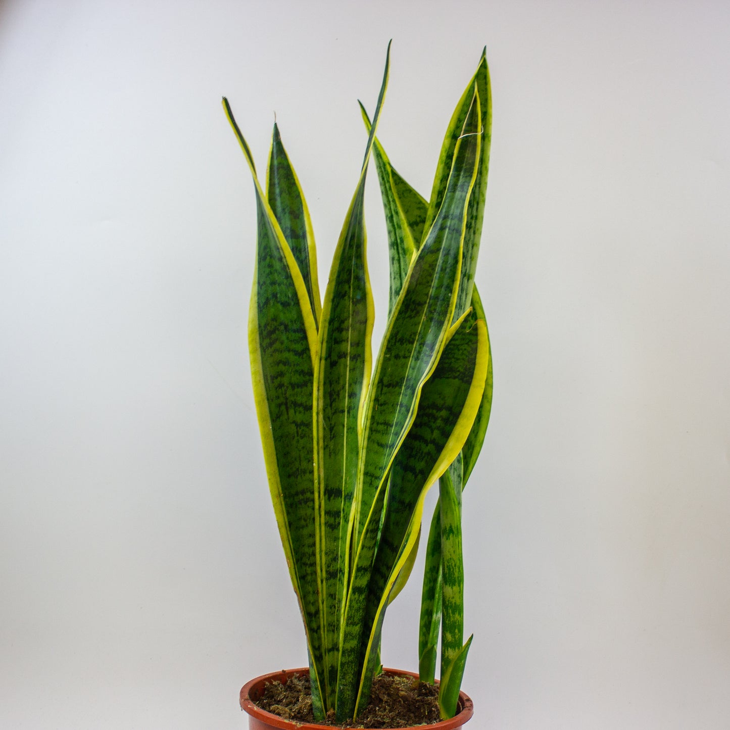 Sansevieria Laurentii 19cm H70cm