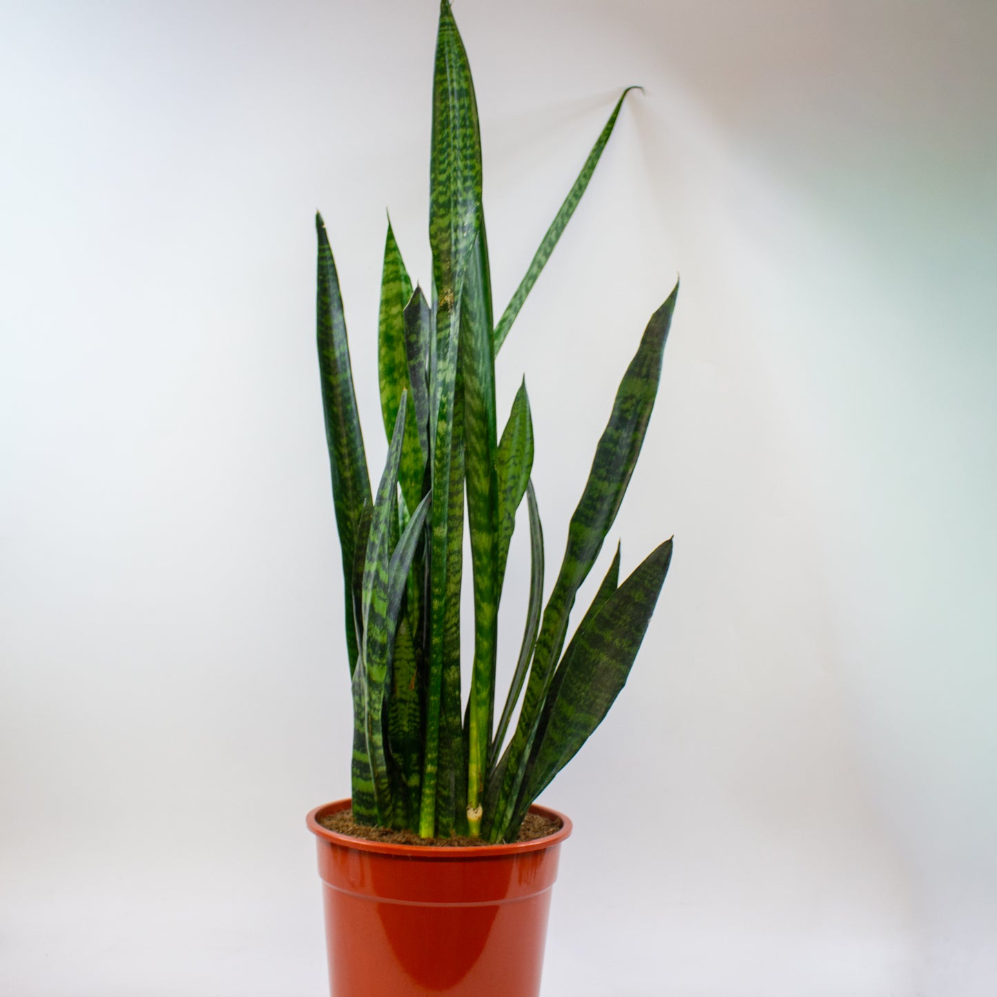 Sansevieria zeylanica 24cm H100cm