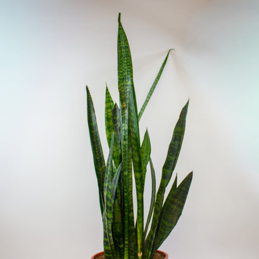 Sansevieria zeylanica 24cm H100cm