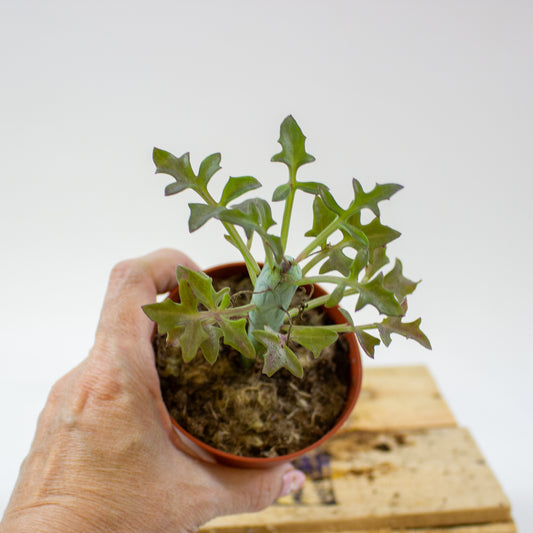 Senecio Articulatus 8.5cm H15cm