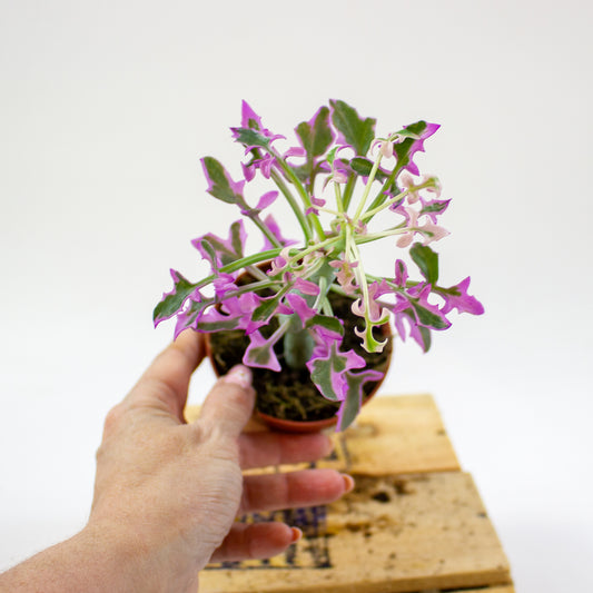 Senecio Articulatus Variegata 8.5cm H15cm