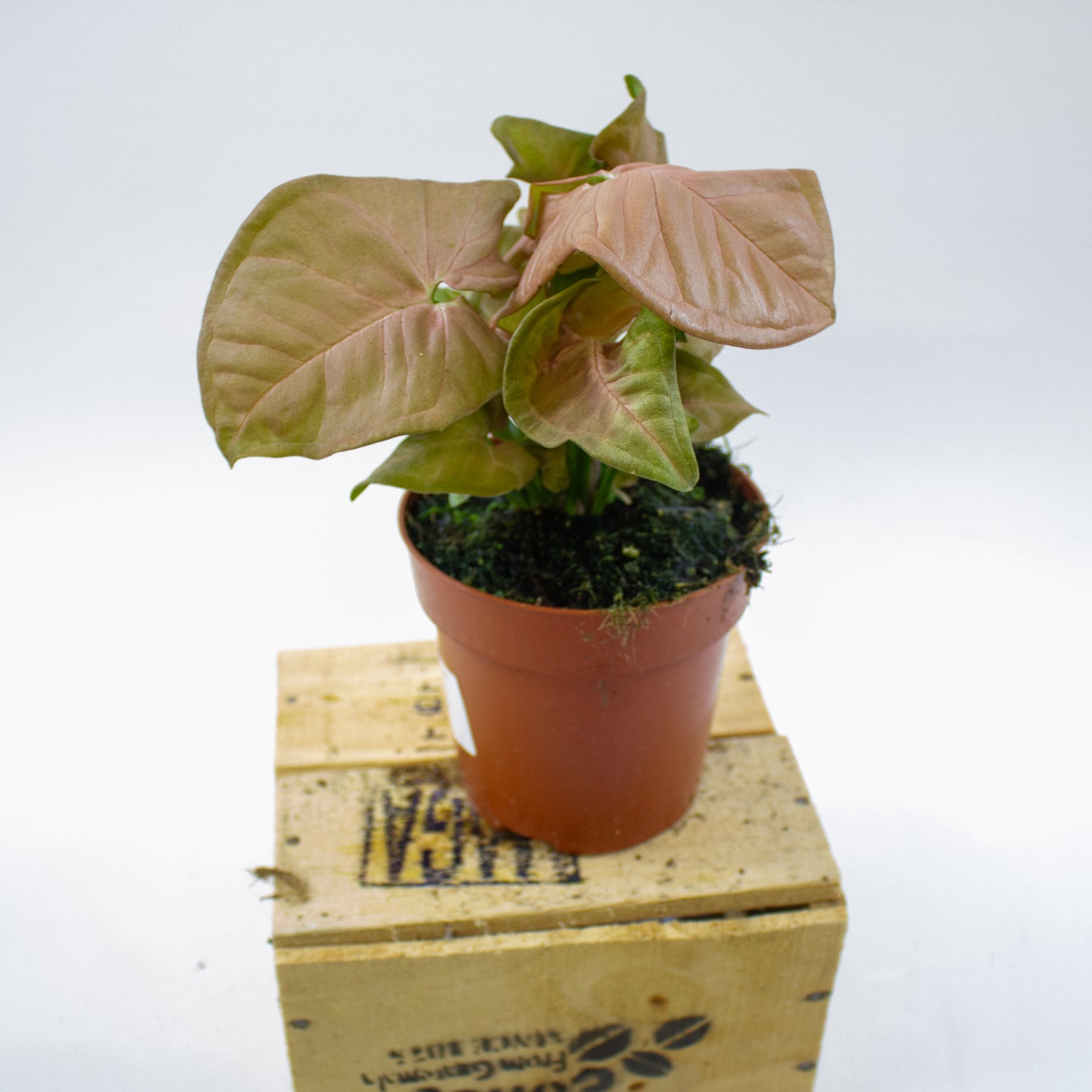 Syngonium Neon 12cm H25cm