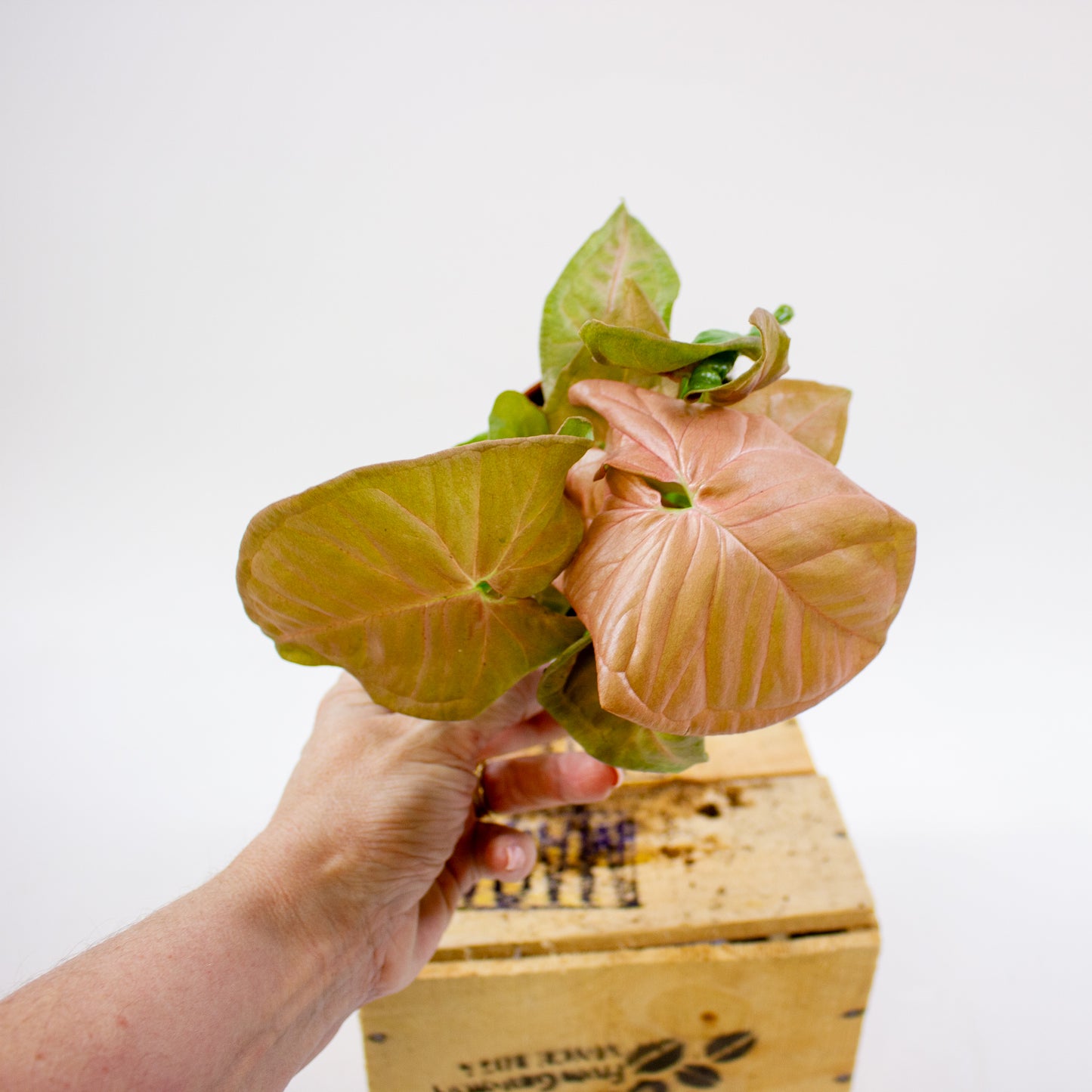 Syngonium Neon 12cm H25cm