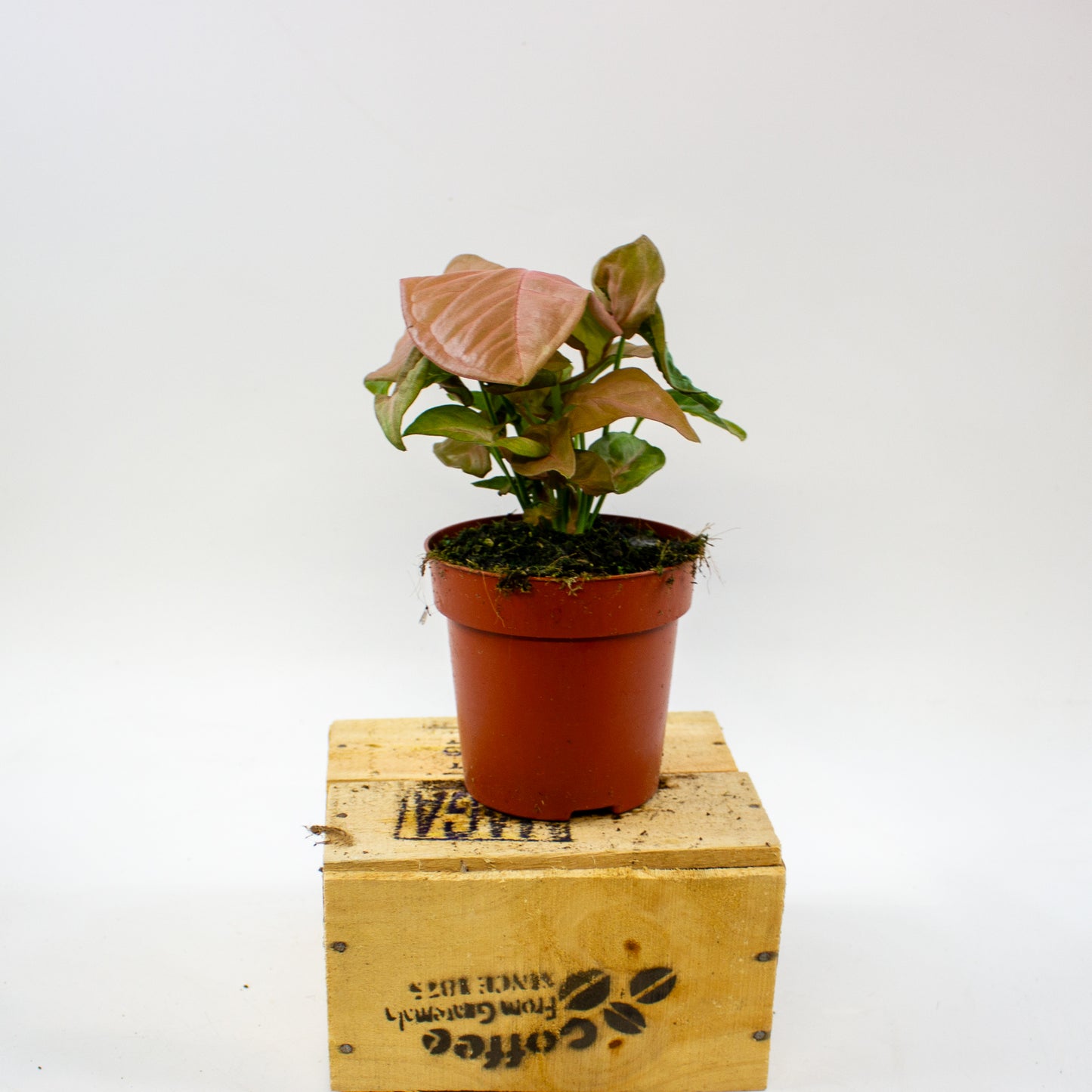 Syngonium Neon 12cm H25cm