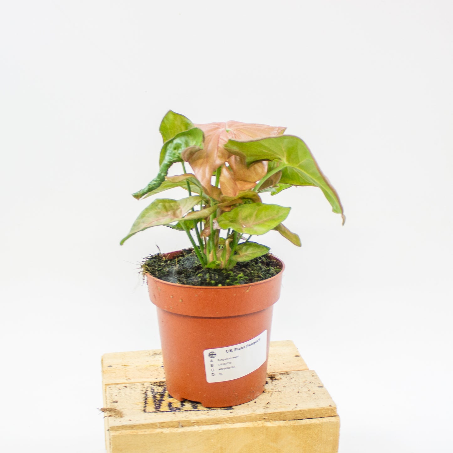 Syngonium Neon 12cm H25cm