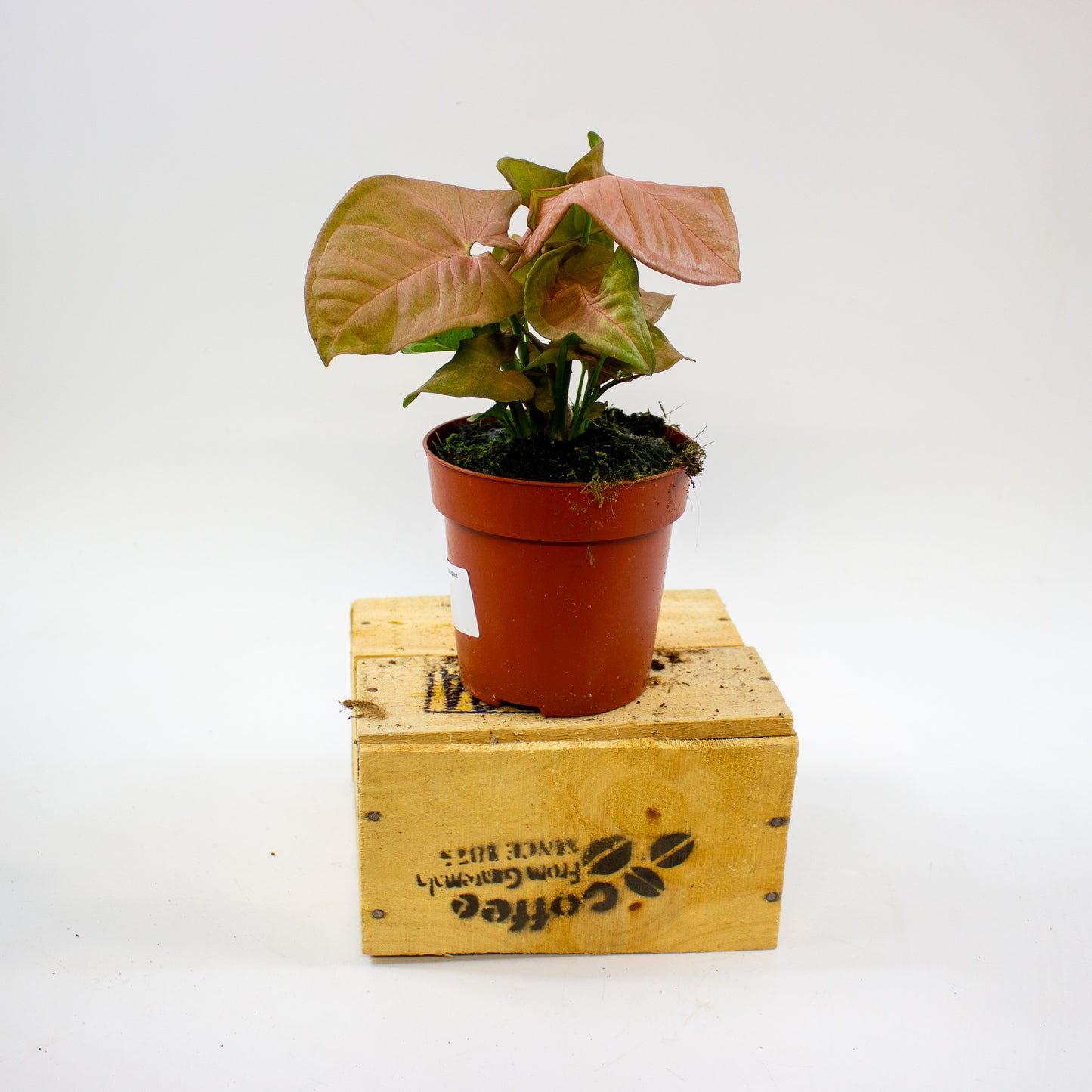 Syngonium Neon 12cm H25cm