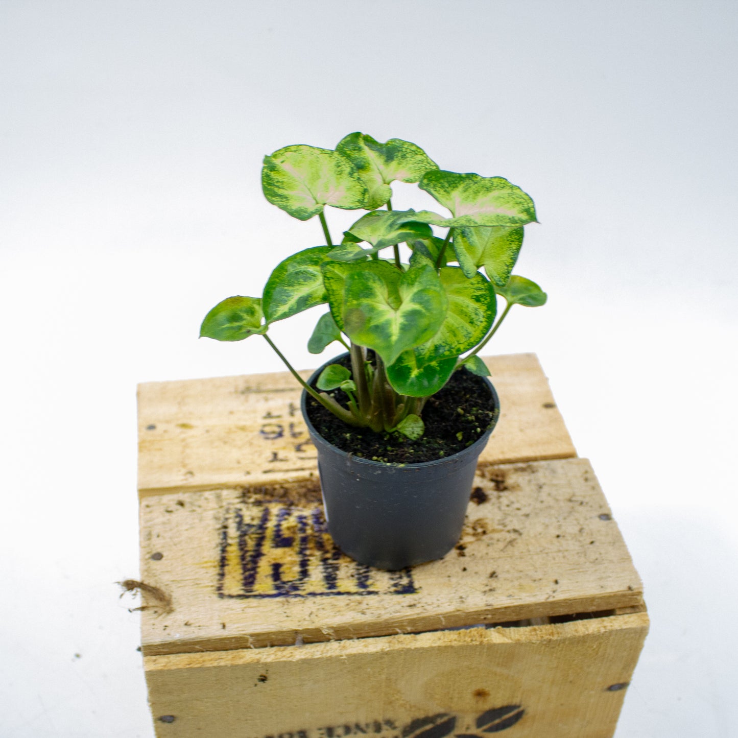 Syngonium Pixie 7cm H15cm