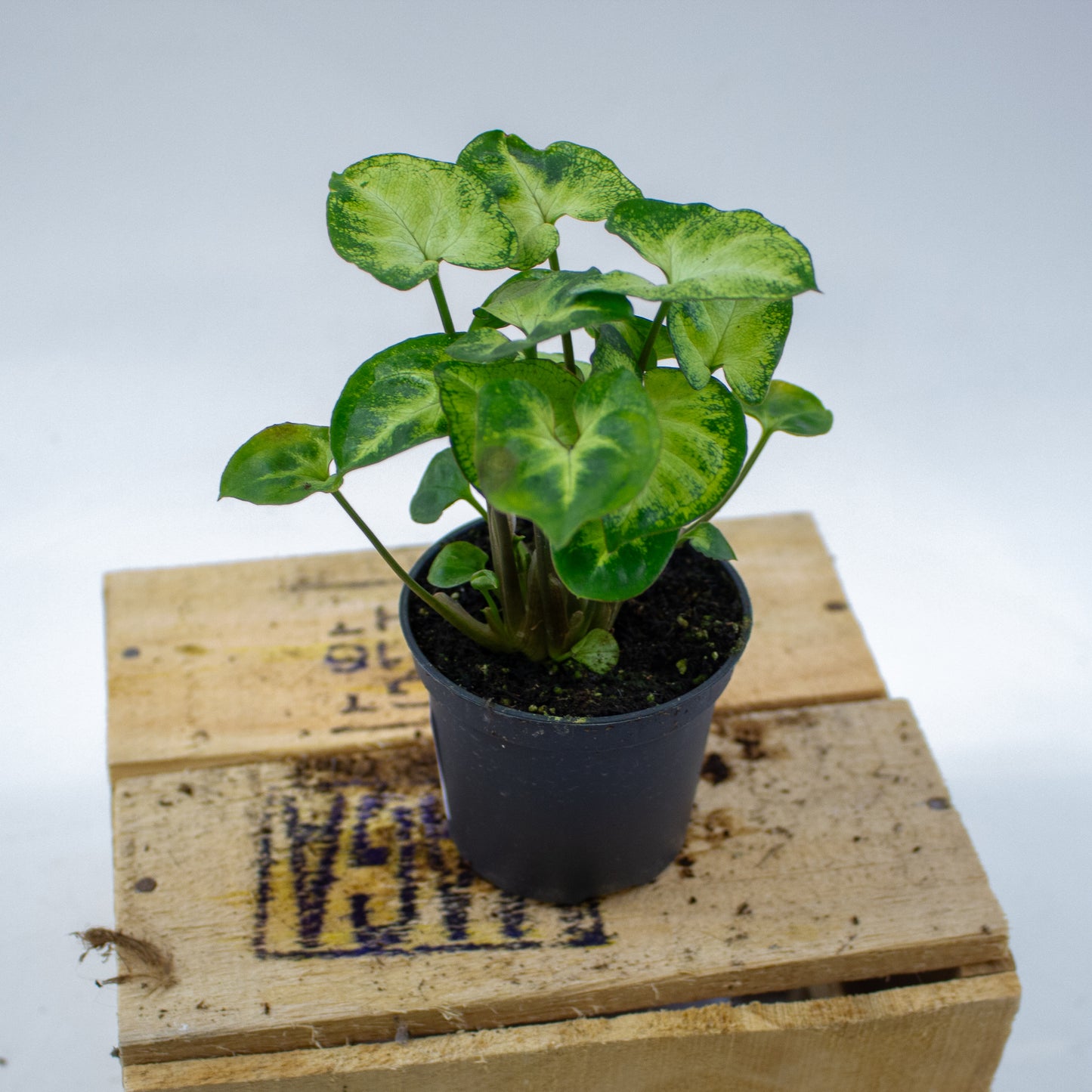 Syngonium Pixie 7cm H15cm