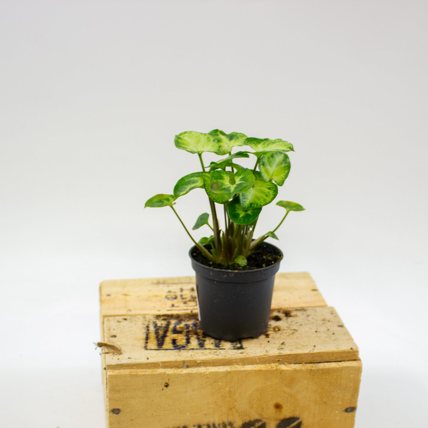 Syngonium Pixie 7cm H15cm