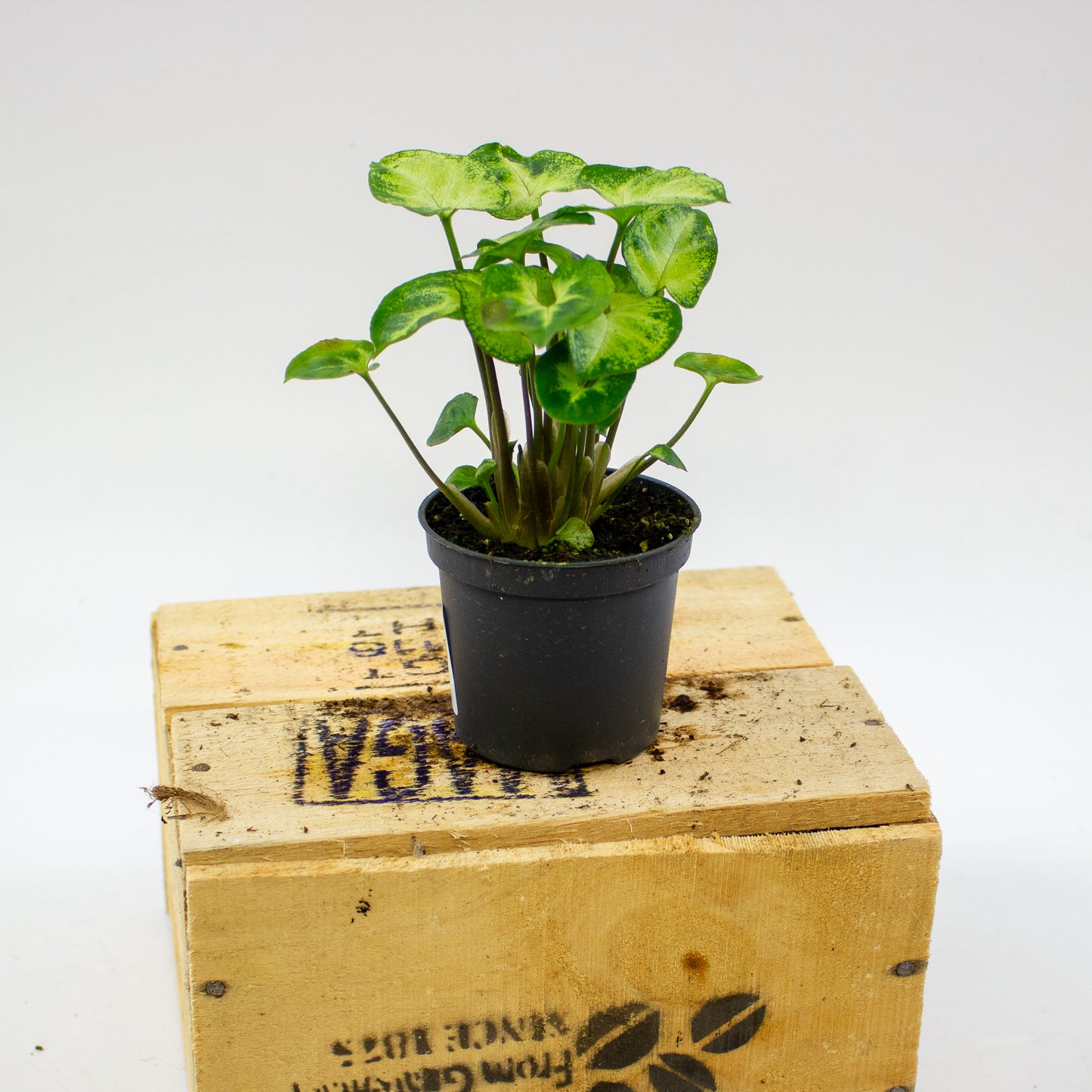 Syngonium Pixie 7cm H15cm
