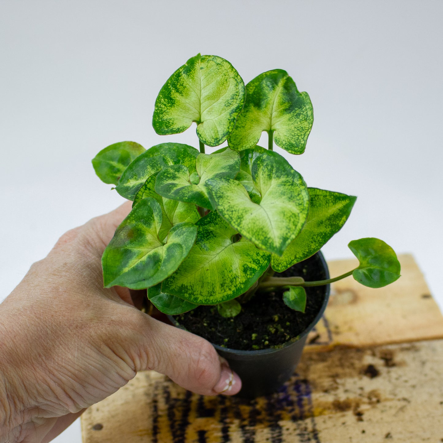 Syngonium Pixie 7cm H15cm