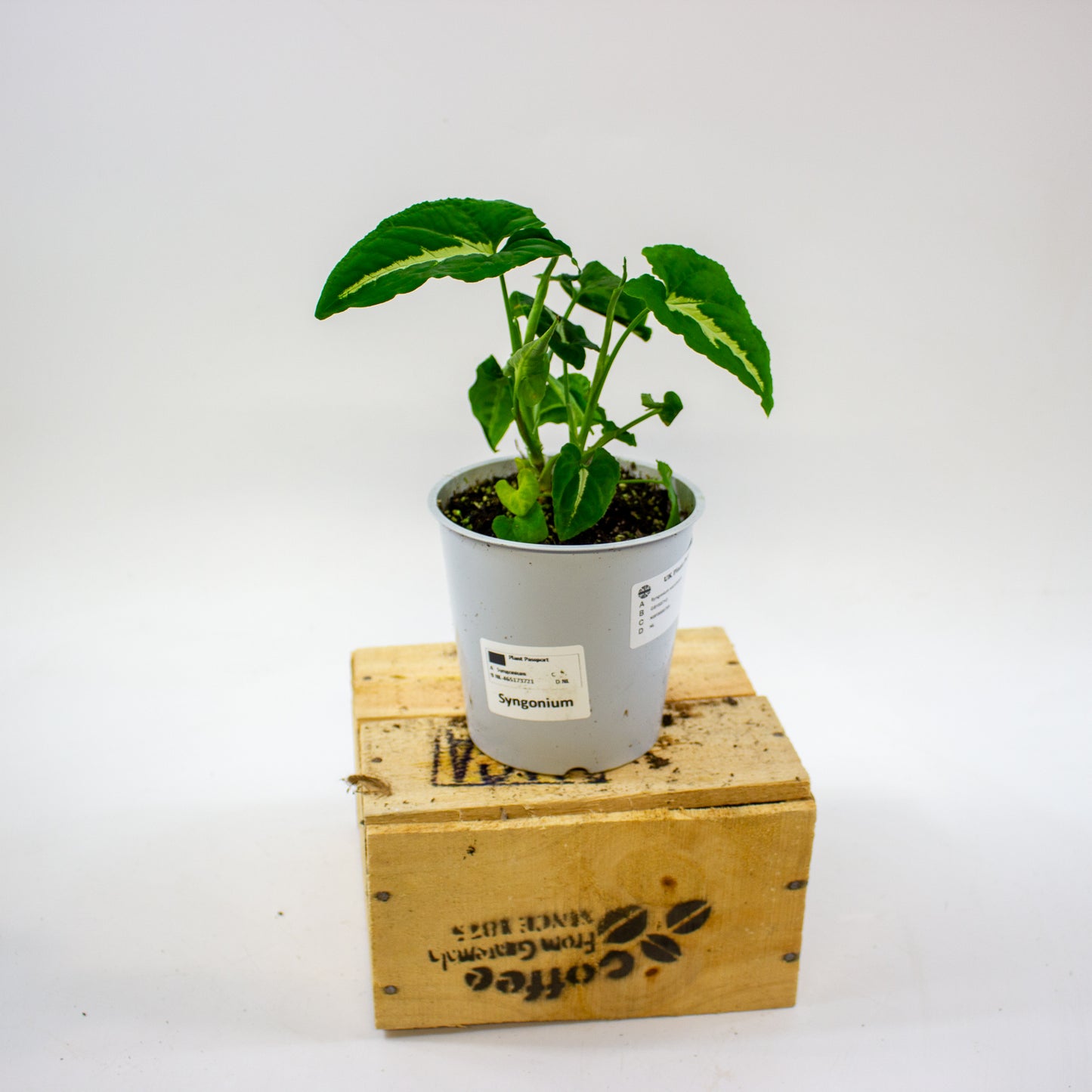 Syngonium wendlandii 12cm H25cm