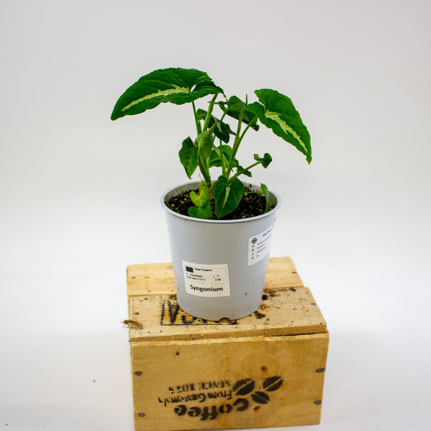 Syngonium wendlandii 12cm H25cm