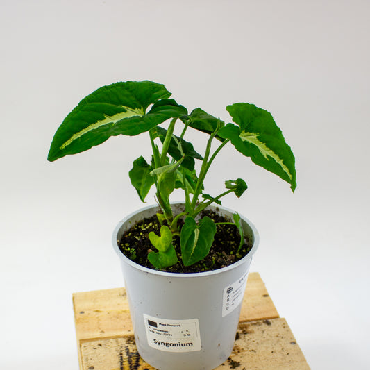 Syngonium wendlandii 12cm H25cm