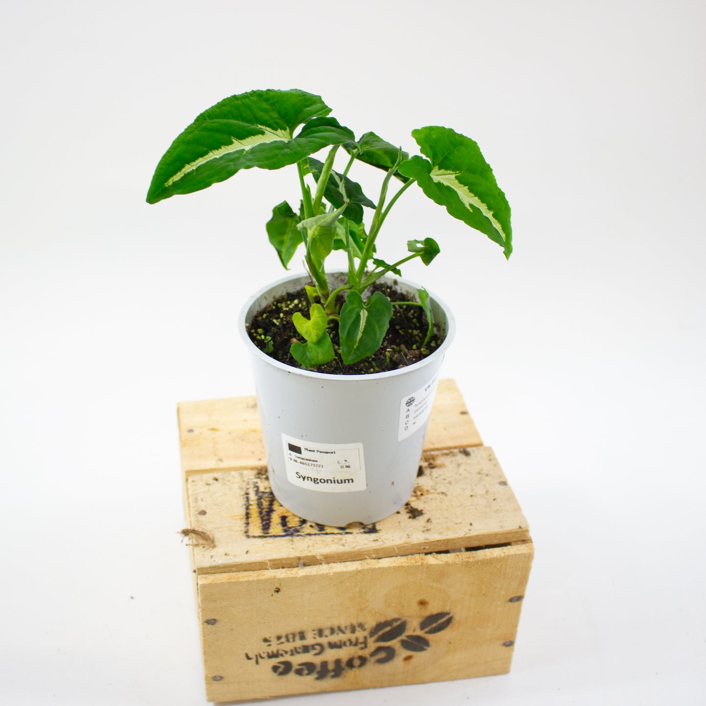 Syngonium wendlandii 12cm H25cm