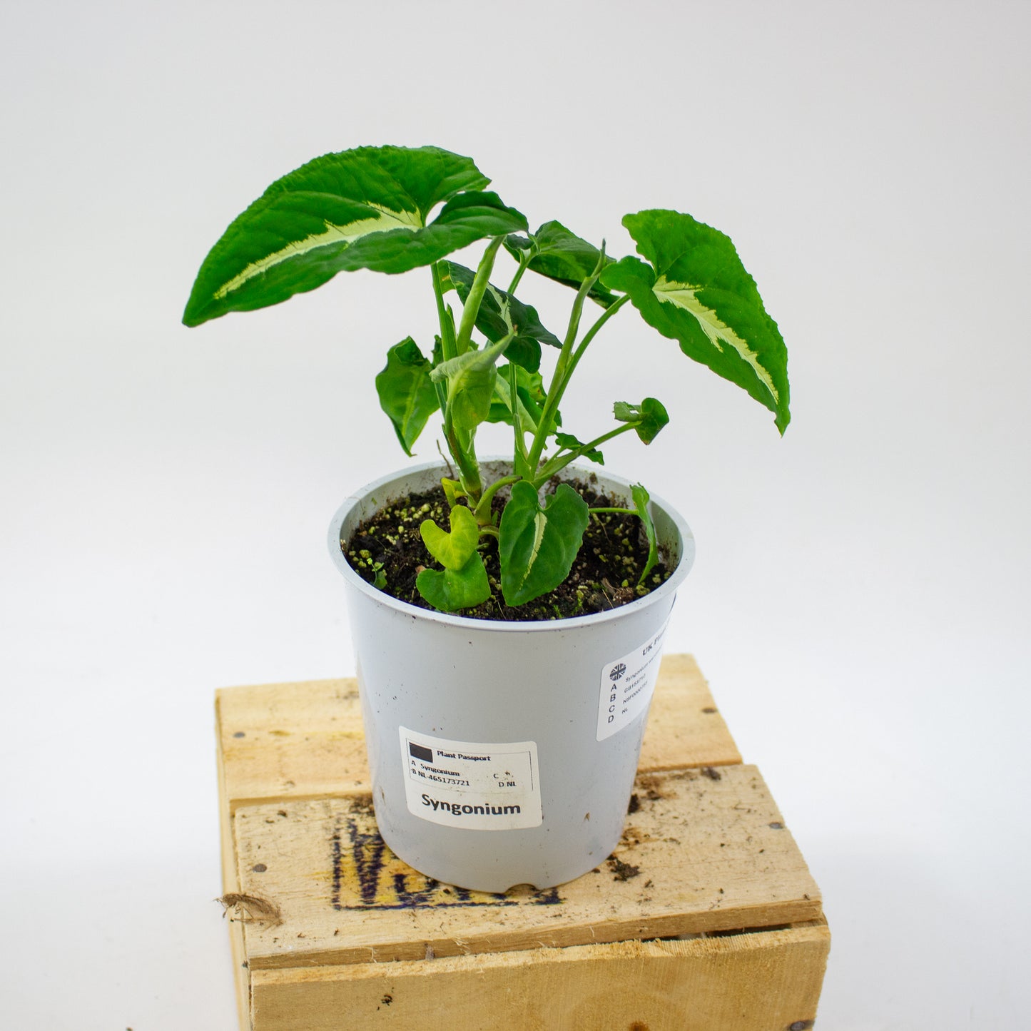 Syngonium wendlandii 12cm H25cm