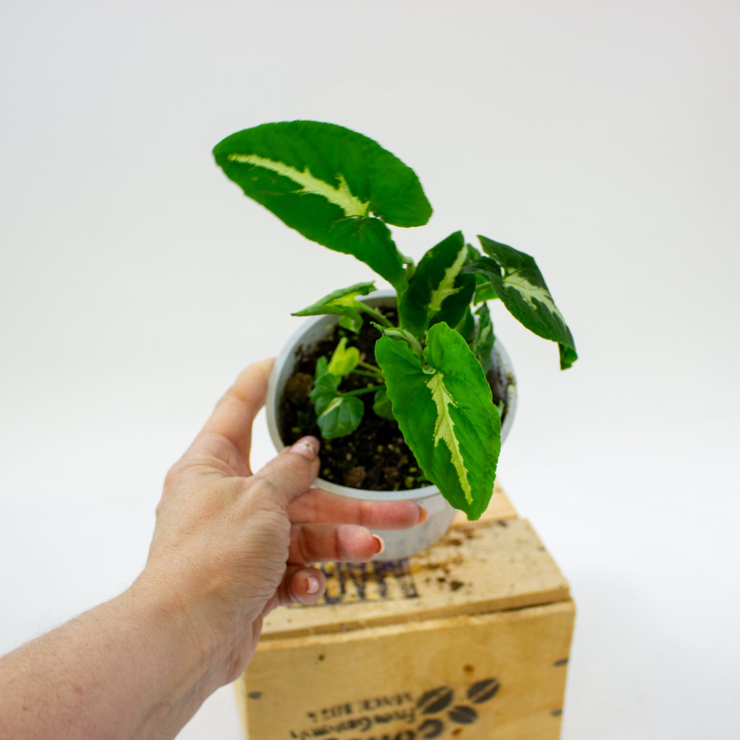 Syngonium wendlandii 12cm H25cm