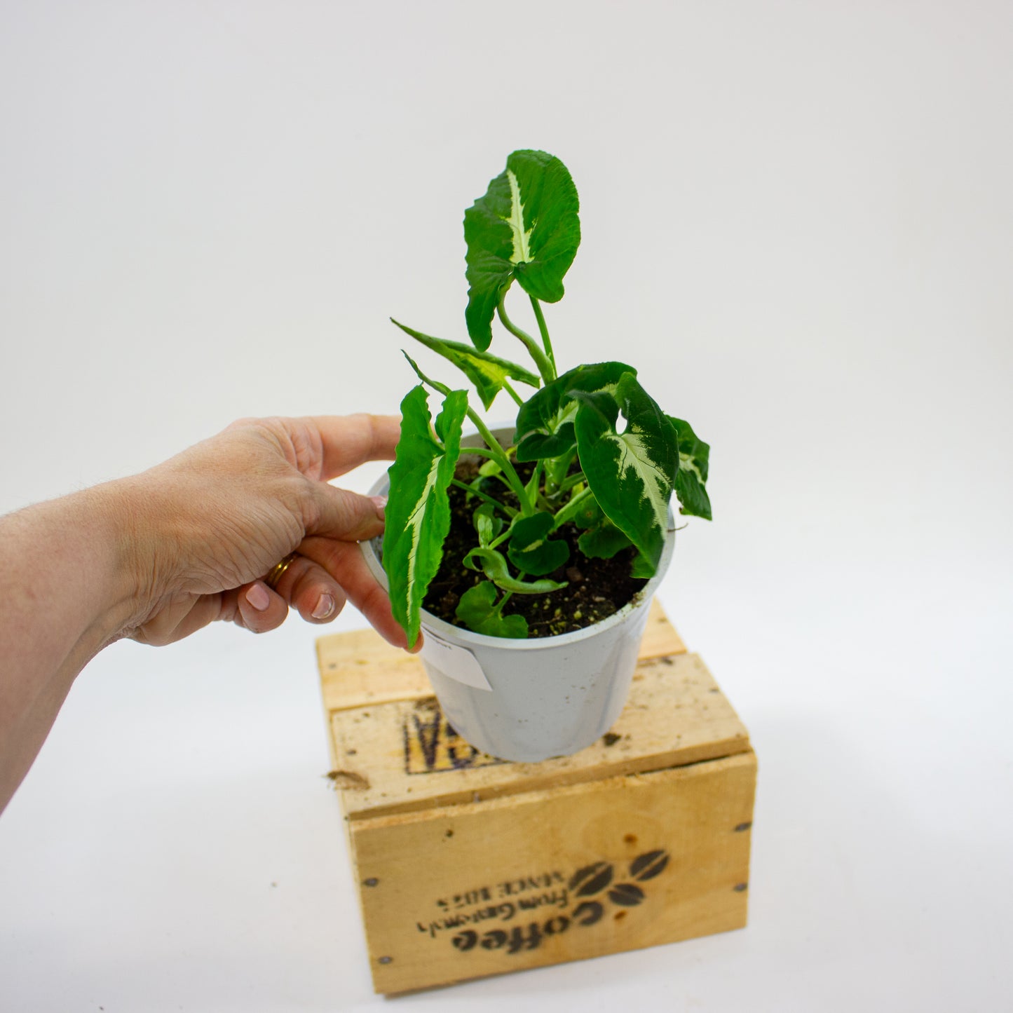 Syngonium wendlandii 12cm H25cm