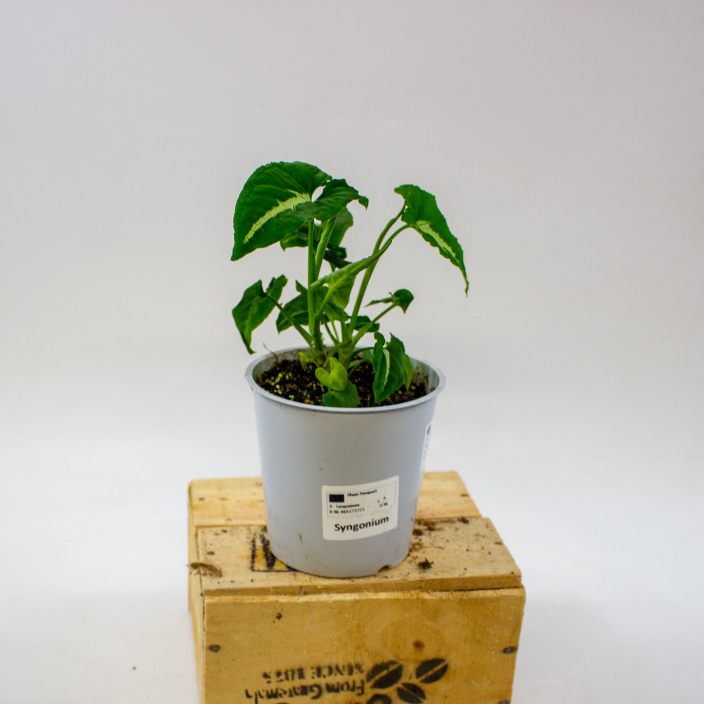 Syngonium wendlandii 12cm H25cm