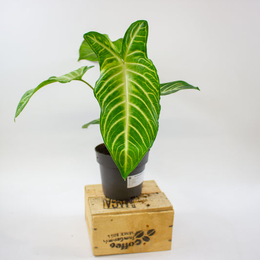 Xanthosoma Lindenii 14cm H40cm