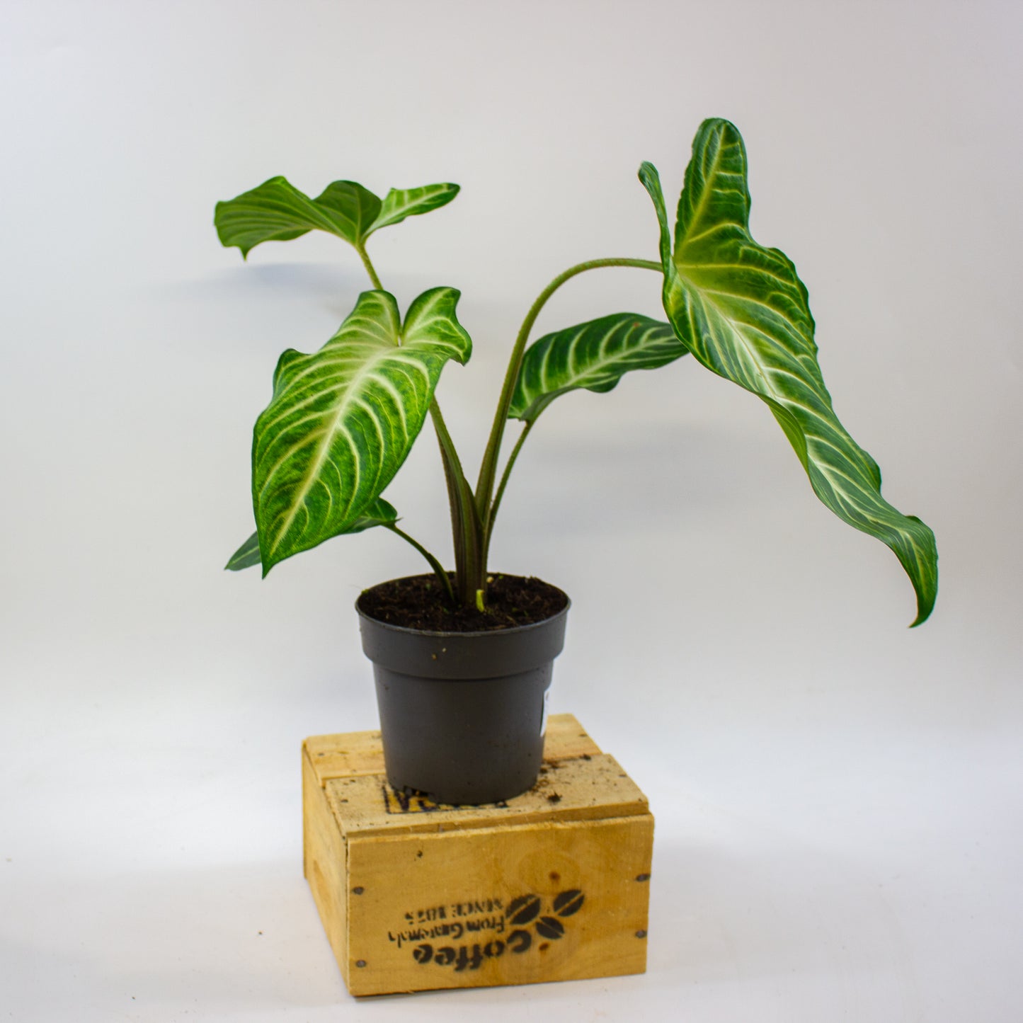 Xanthosoma Lindenii 14cm H40cm