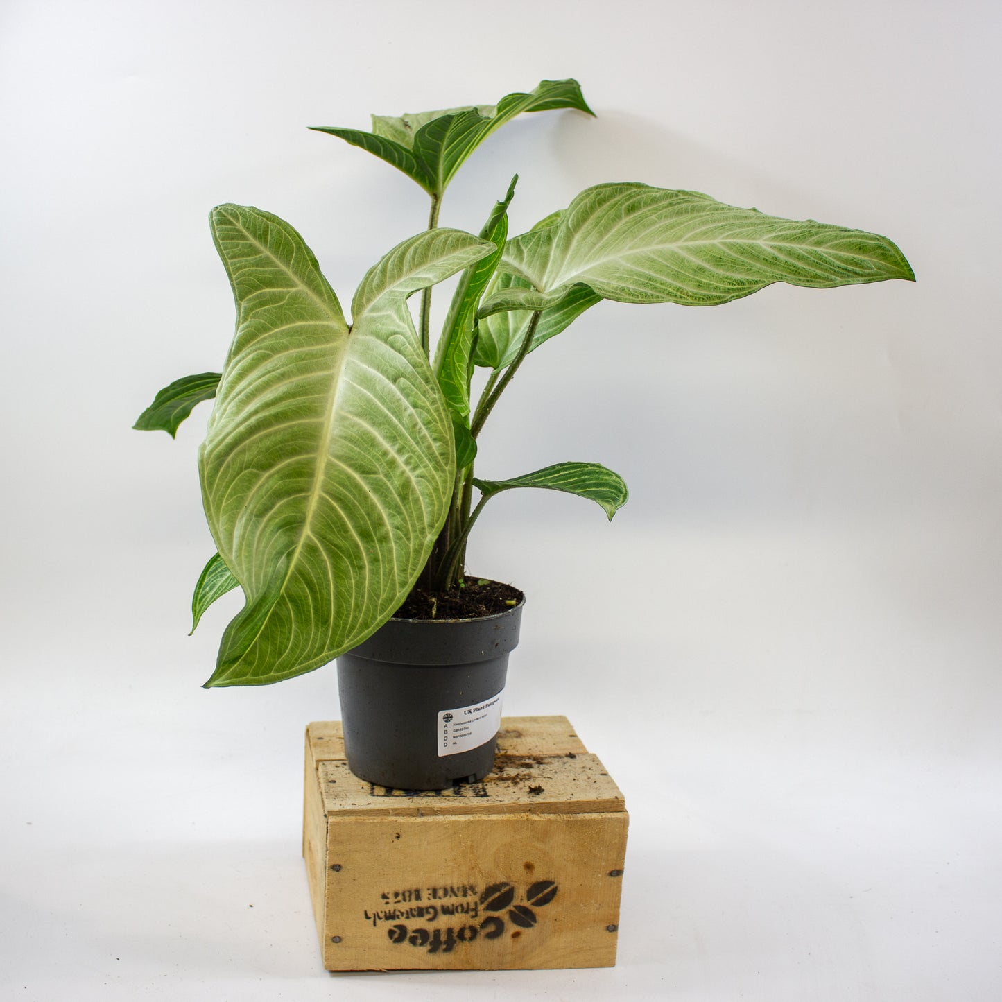 Xanthozoma Lindenii MINT 14cm H50cm