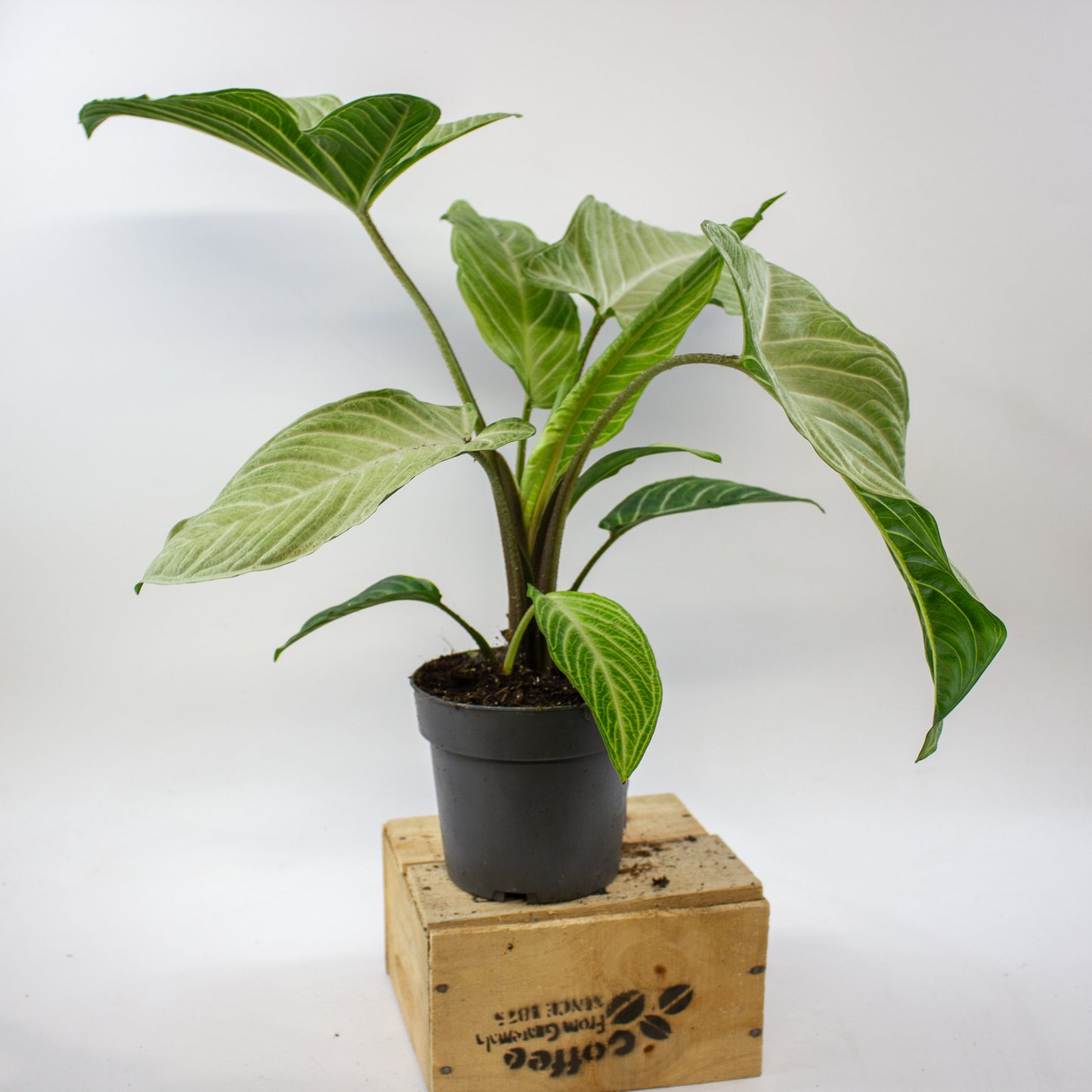 Xanthozoma Lindenii MINT 14cm H50cm