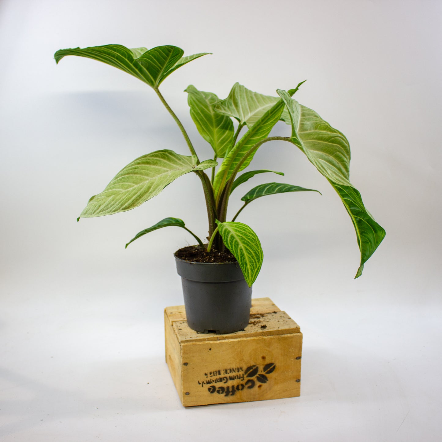 Xanthozoma Lindenii MINT 14cm H50cm