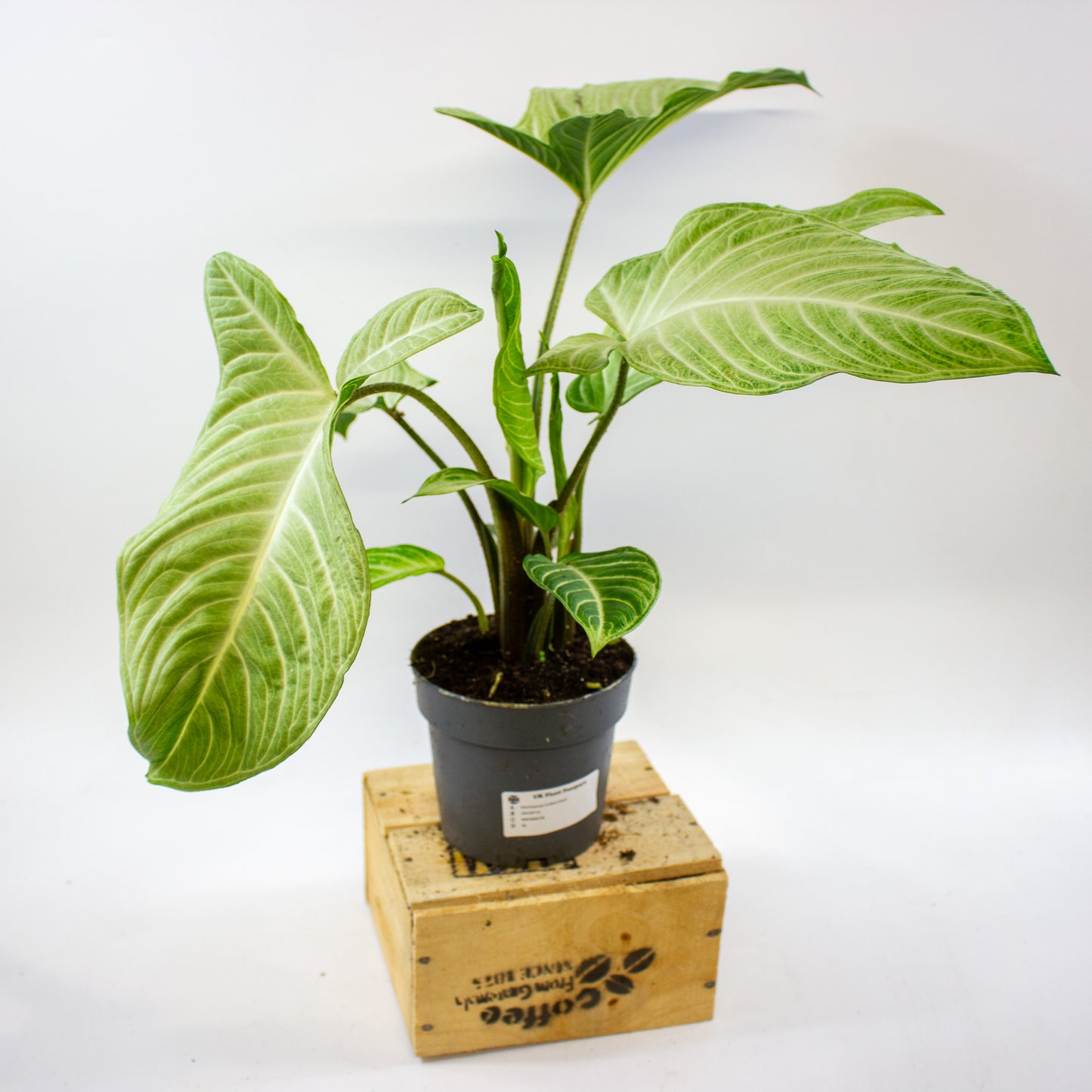 Xanthozoma Lindenii MINT 14cm H50cm