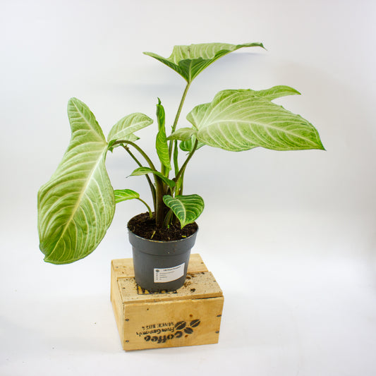 Xanthozoma Lindenii MINT 14cm H50cm