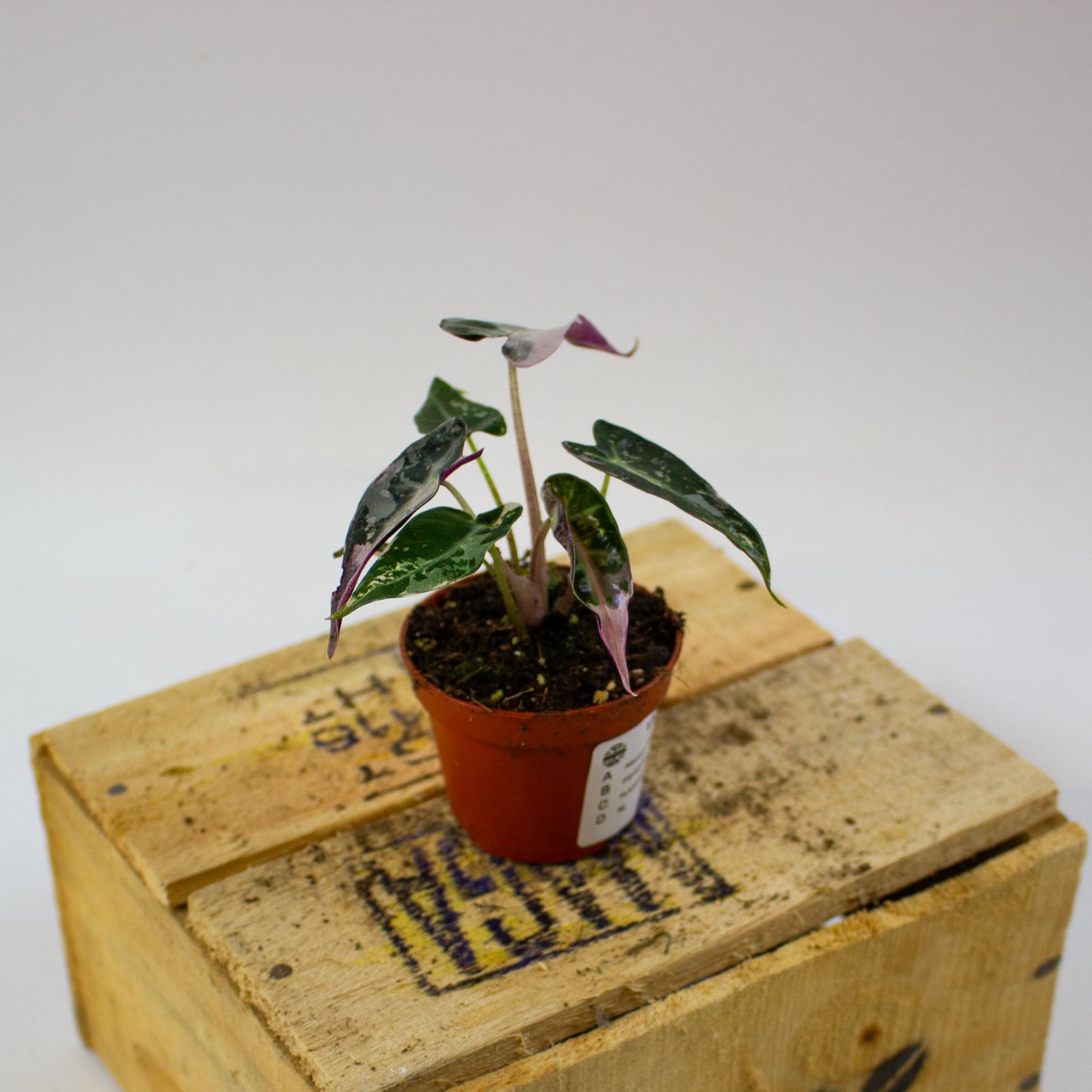 Alocasia Bambino Variegata  6cm H10cm