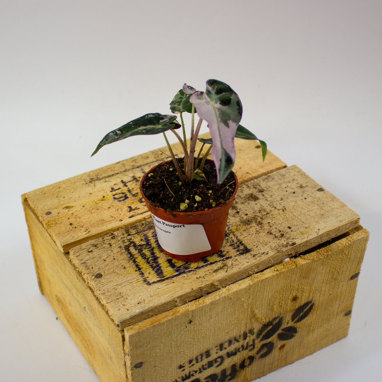 Alocasia Bambino Variegata  6cm H10cm